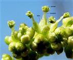   Male flower and Floral buds